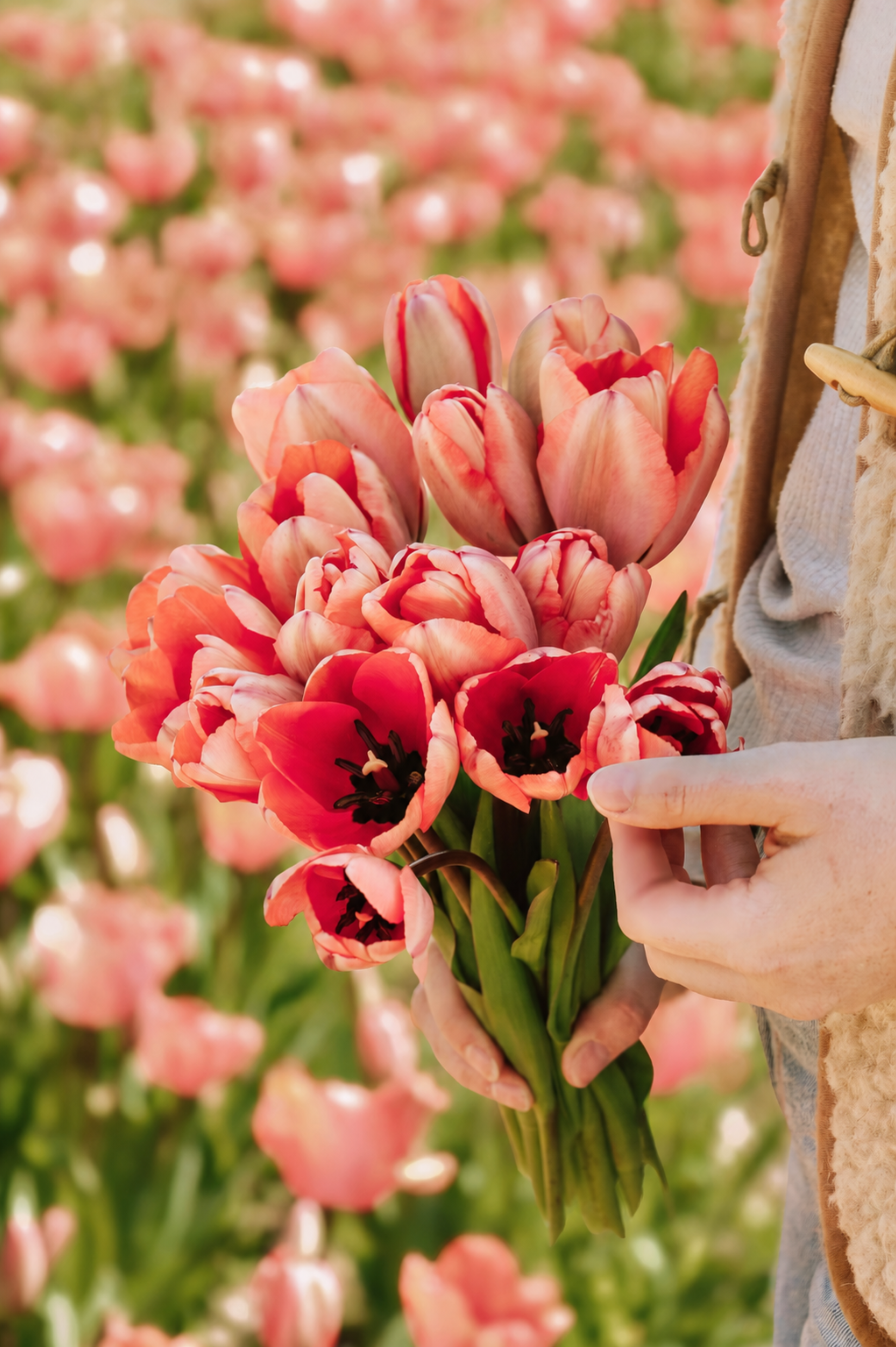 Tulp 'Apricot Impression' BIO