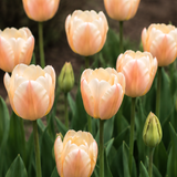 Tulp 'Apricot Pride'