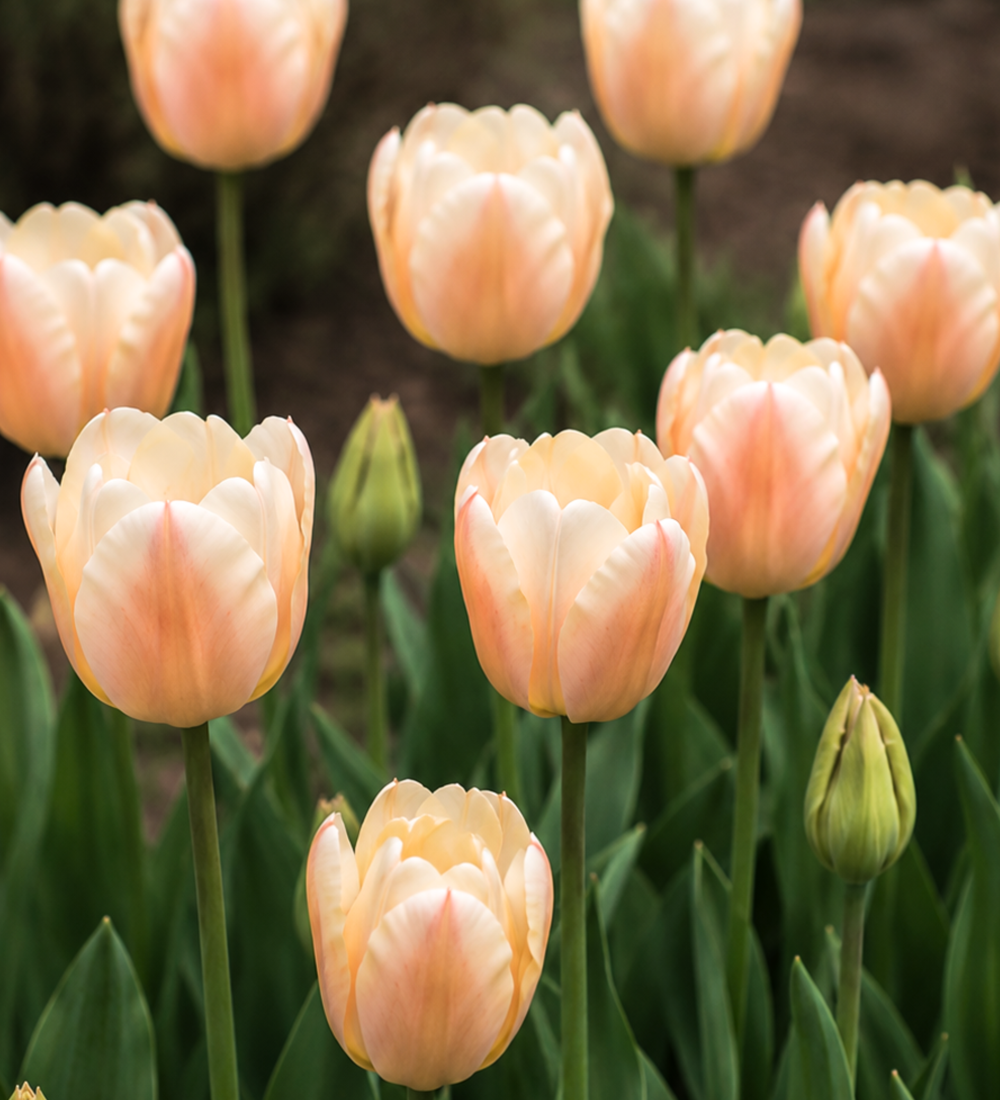 Tulp 'Apricot Pride'