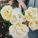 Tulp 'Avant Garde'