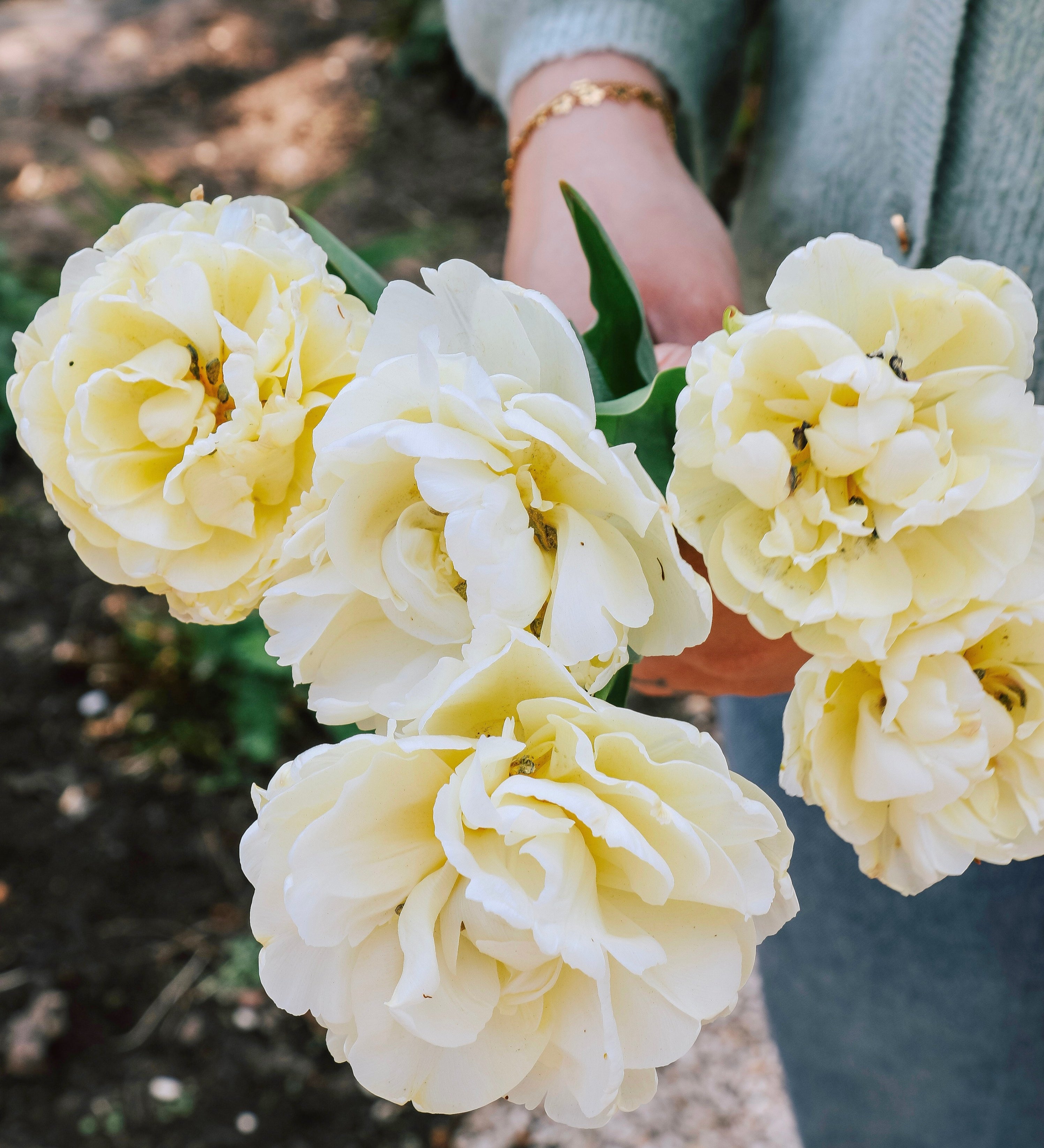 Tulp 'Avant Garde'