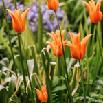 Tulp 'Ballerina' BIO