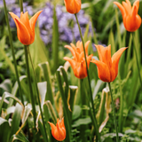 Tulp 'Ballerina' BIO