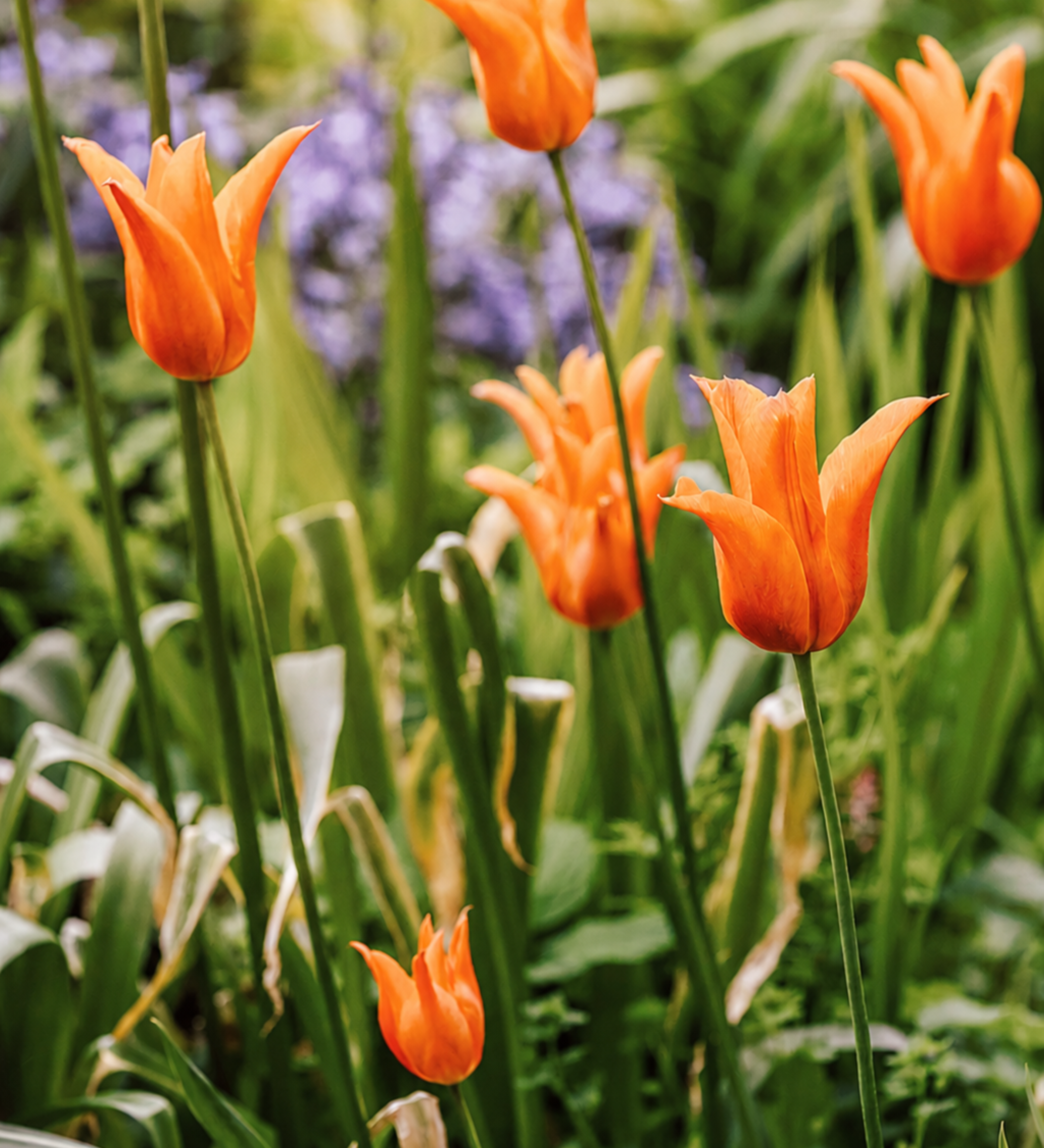 Tulp 'Ballerina' BIO