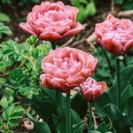 Tulp 'Beachberry'