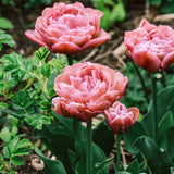 Tulp 'Beachberry'