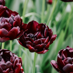 Tulp 'Black Hero'