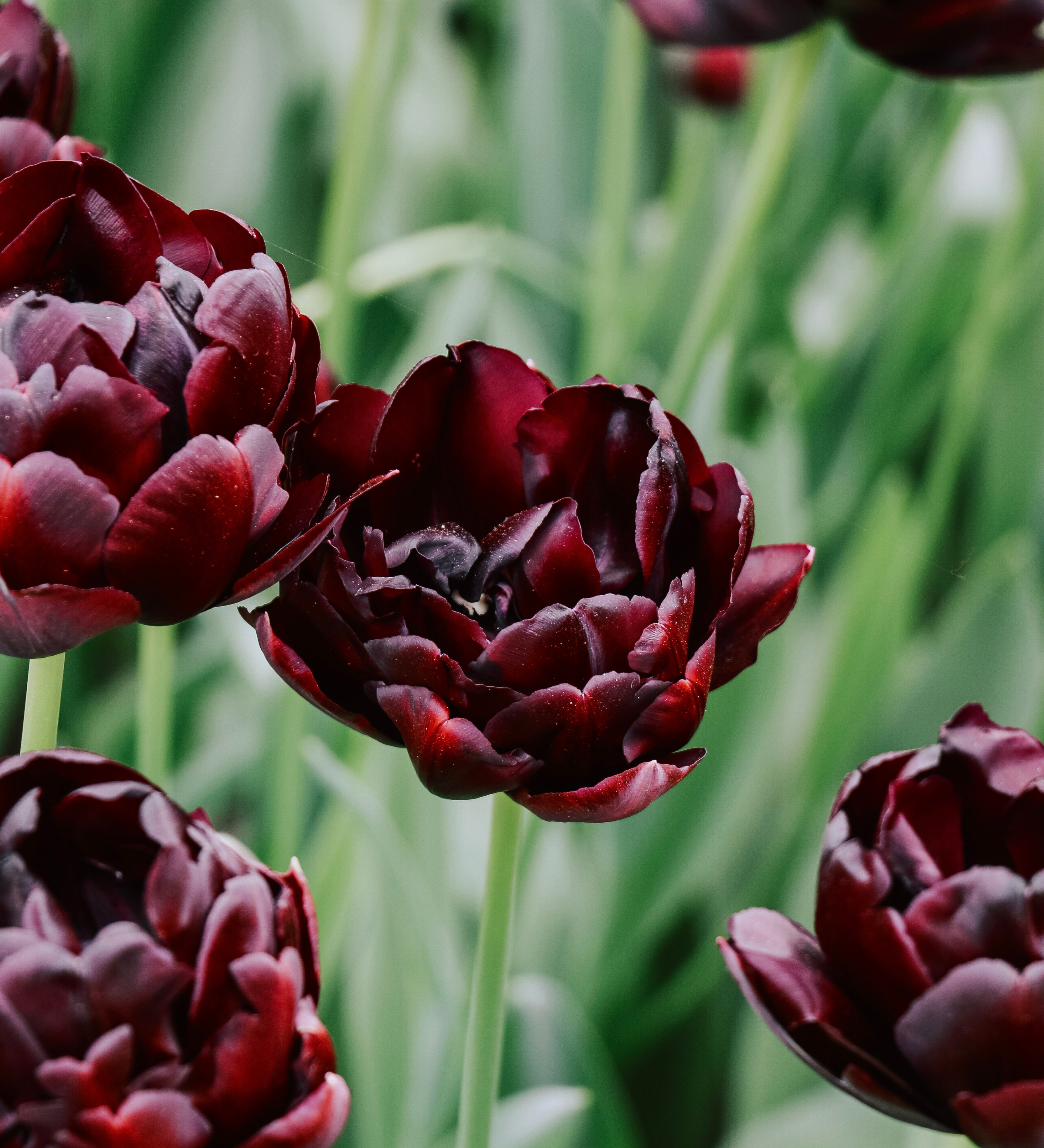 Tulp 'Black Hero'
