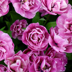 Tulp 'Blue Diamond'