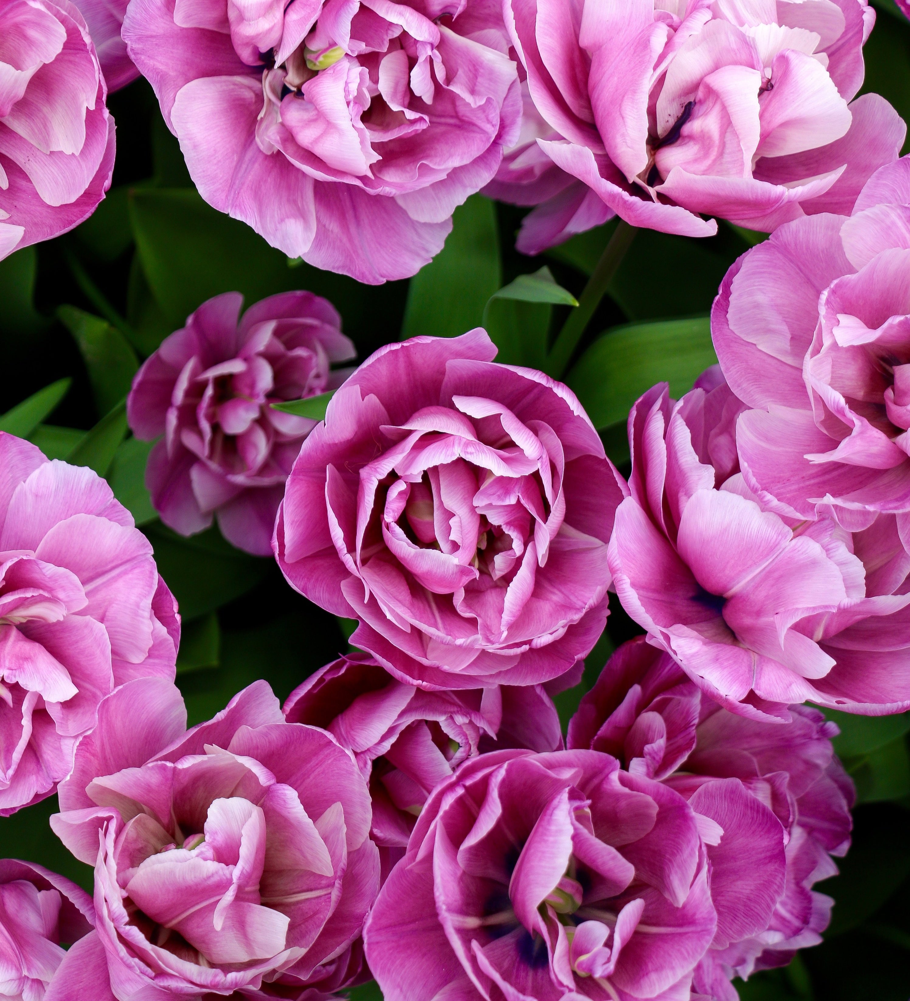 Tulp 'Blue Diamond'