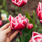Tulp 'Columbus' BIO
