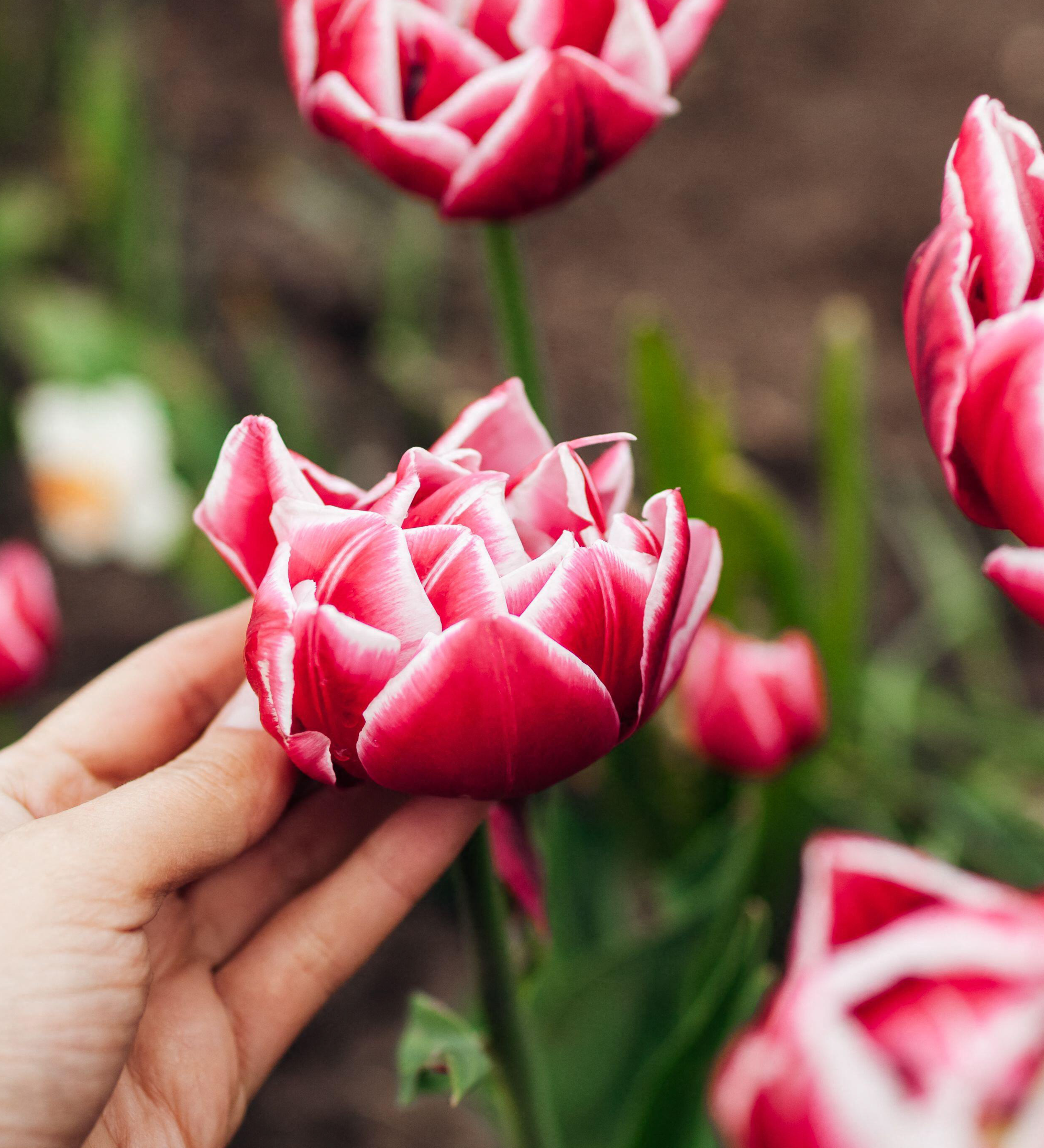 Tulp 'Columbus' BIO