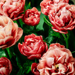 Tulp 'Copper Image'
