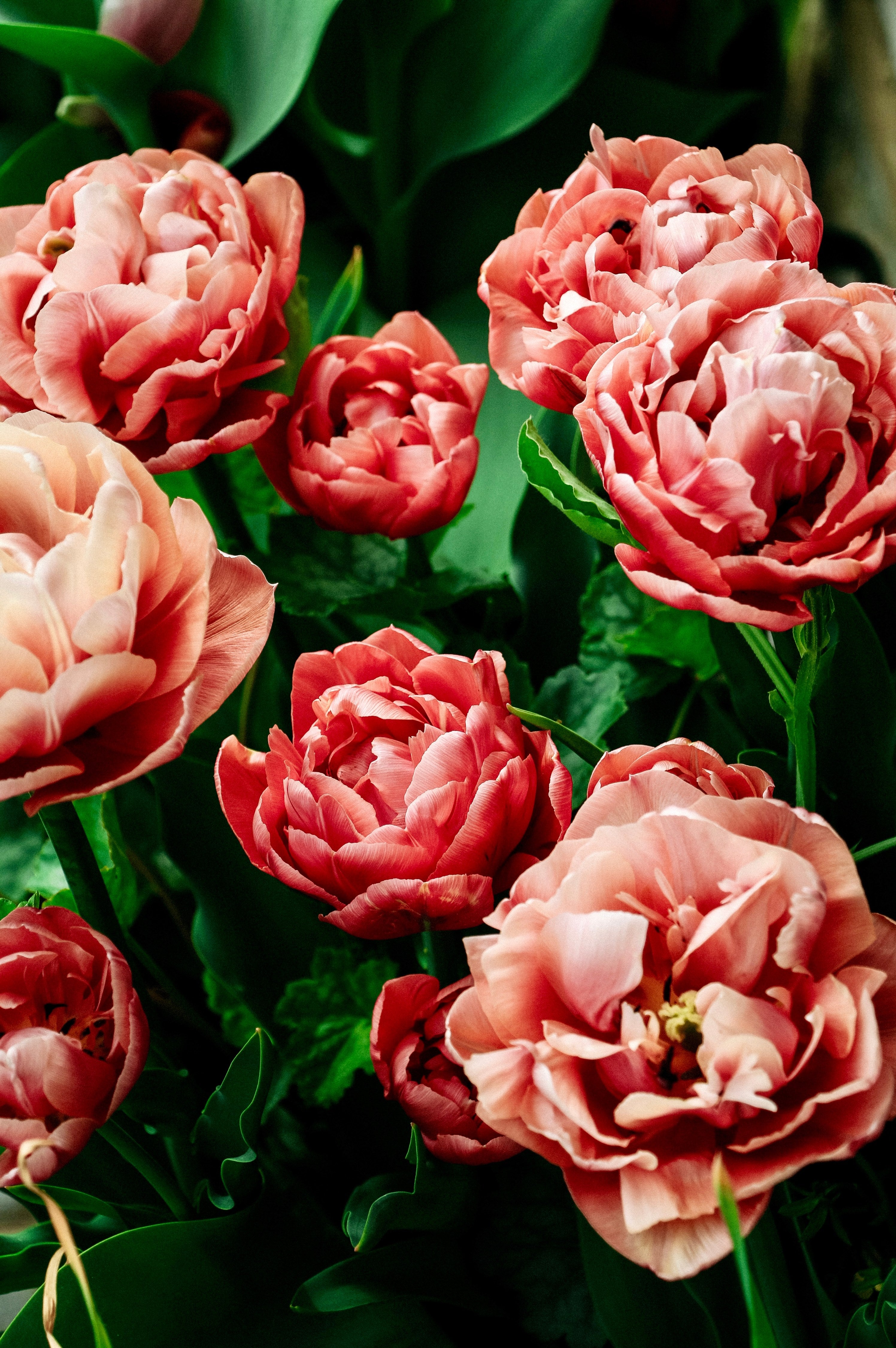 Tulp 'Copper Image'