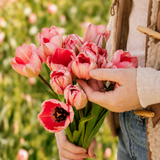 Tulp 'Design Impression' BIO