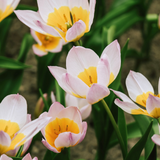 Tulp bakeri 'Lilac Wonder' BIO