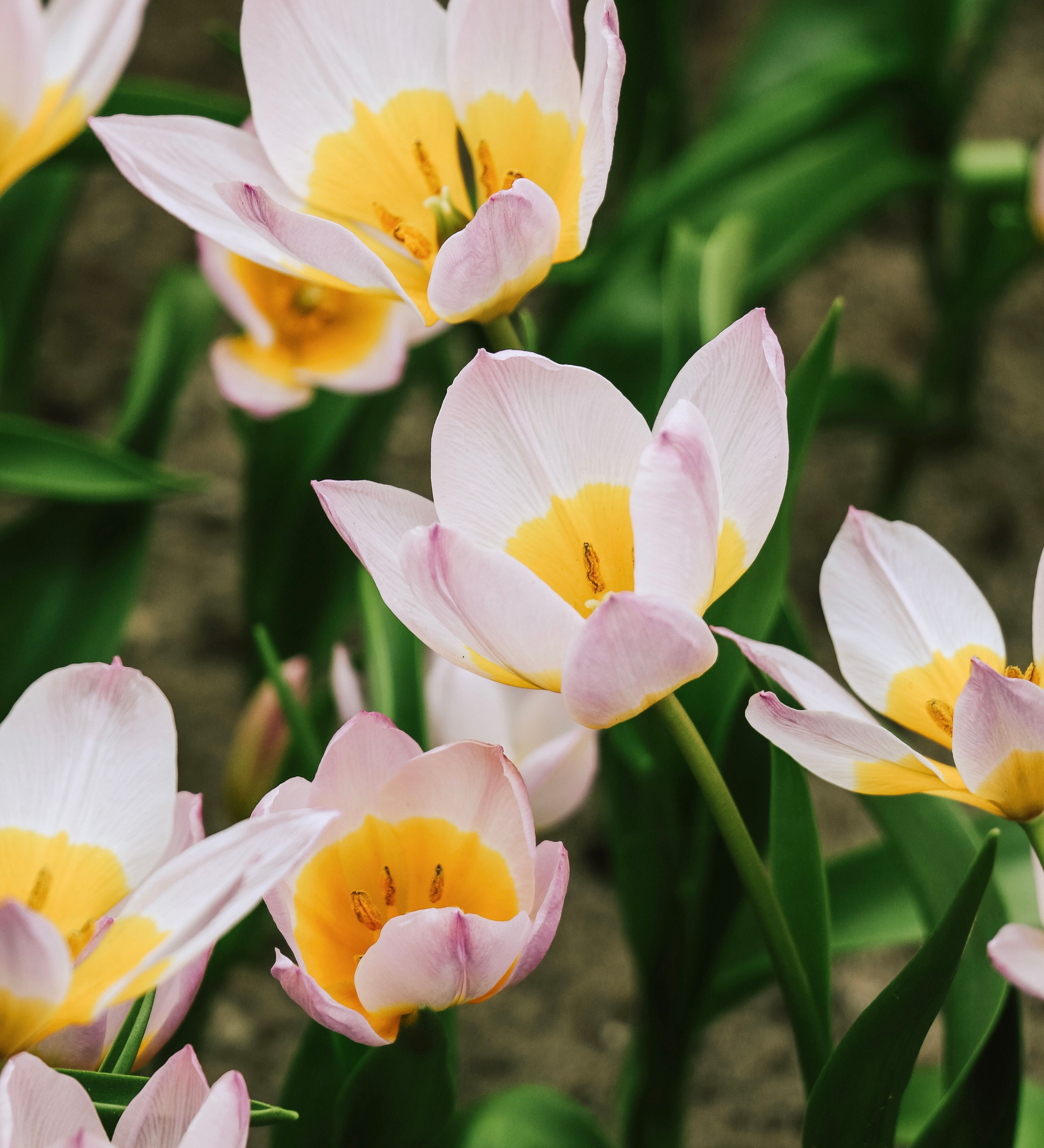 Tulp bakeri 'Lilac Wonder' BIO
