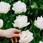Tulp 'Northcap'