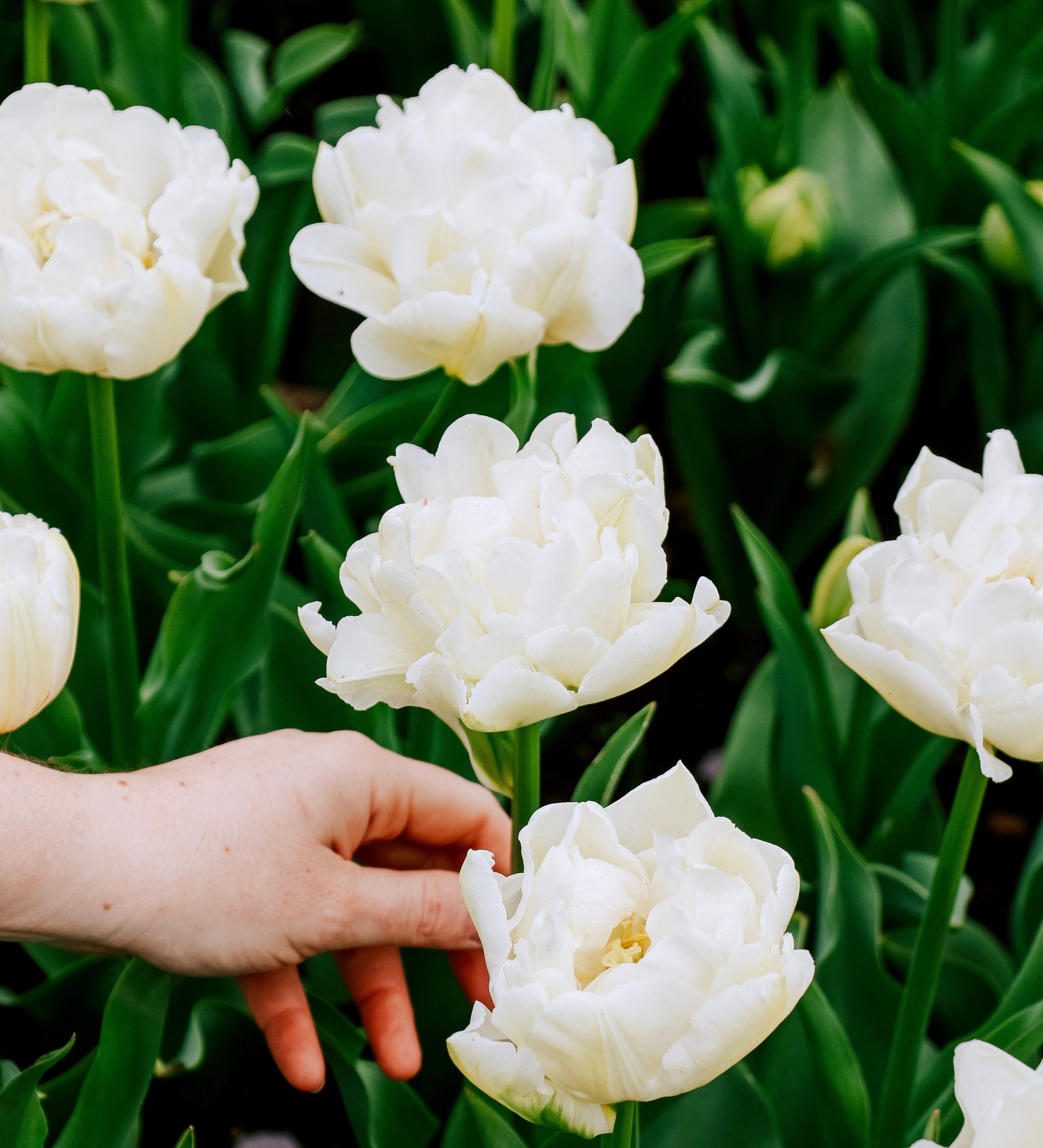 Tulp 'Northcap'
