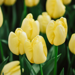 Tulp 'Novi Sun' BIO