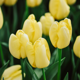 Tulp 'Novi Sun' BIO