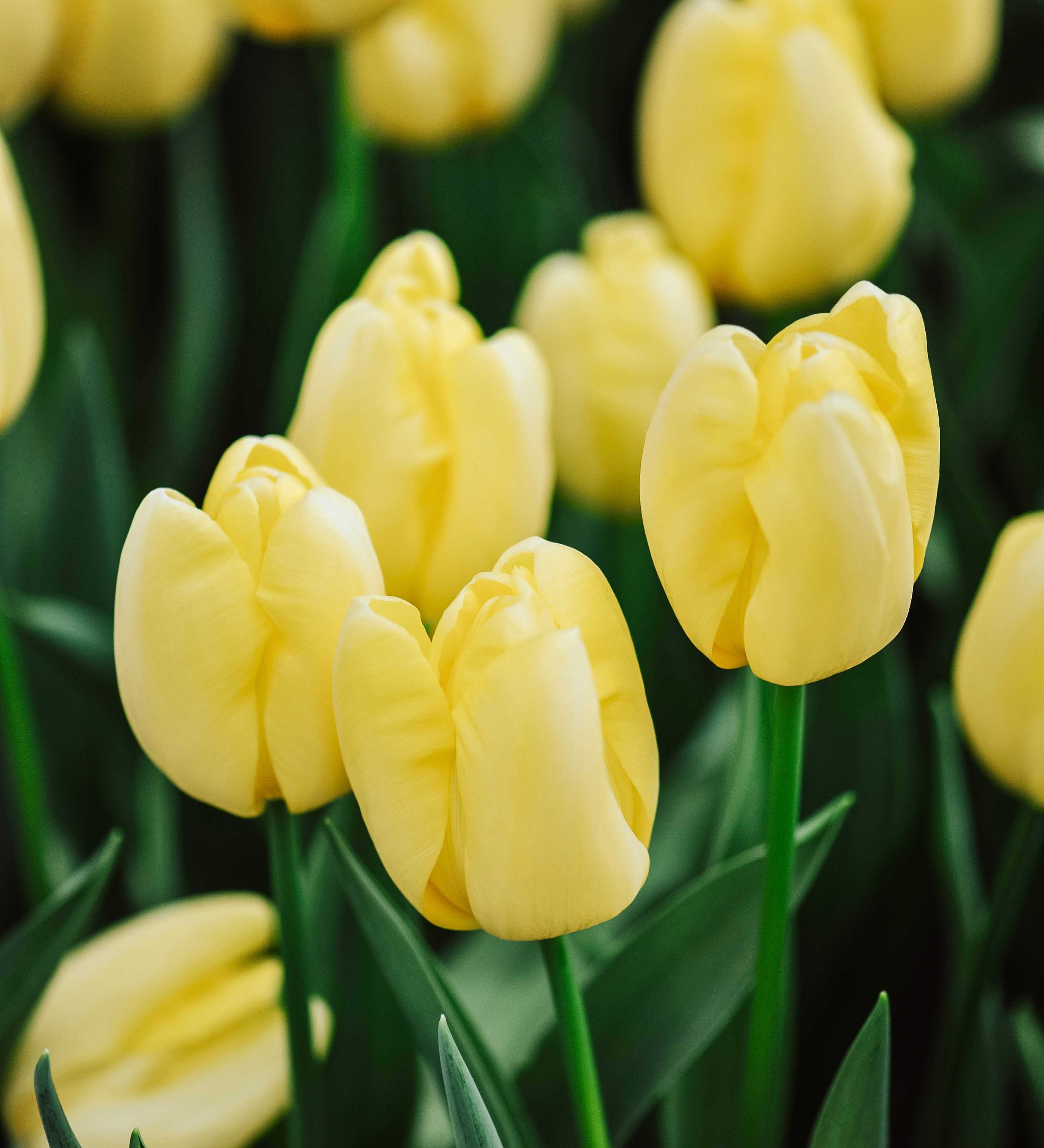 Tulp 'Novi Sun' BIO