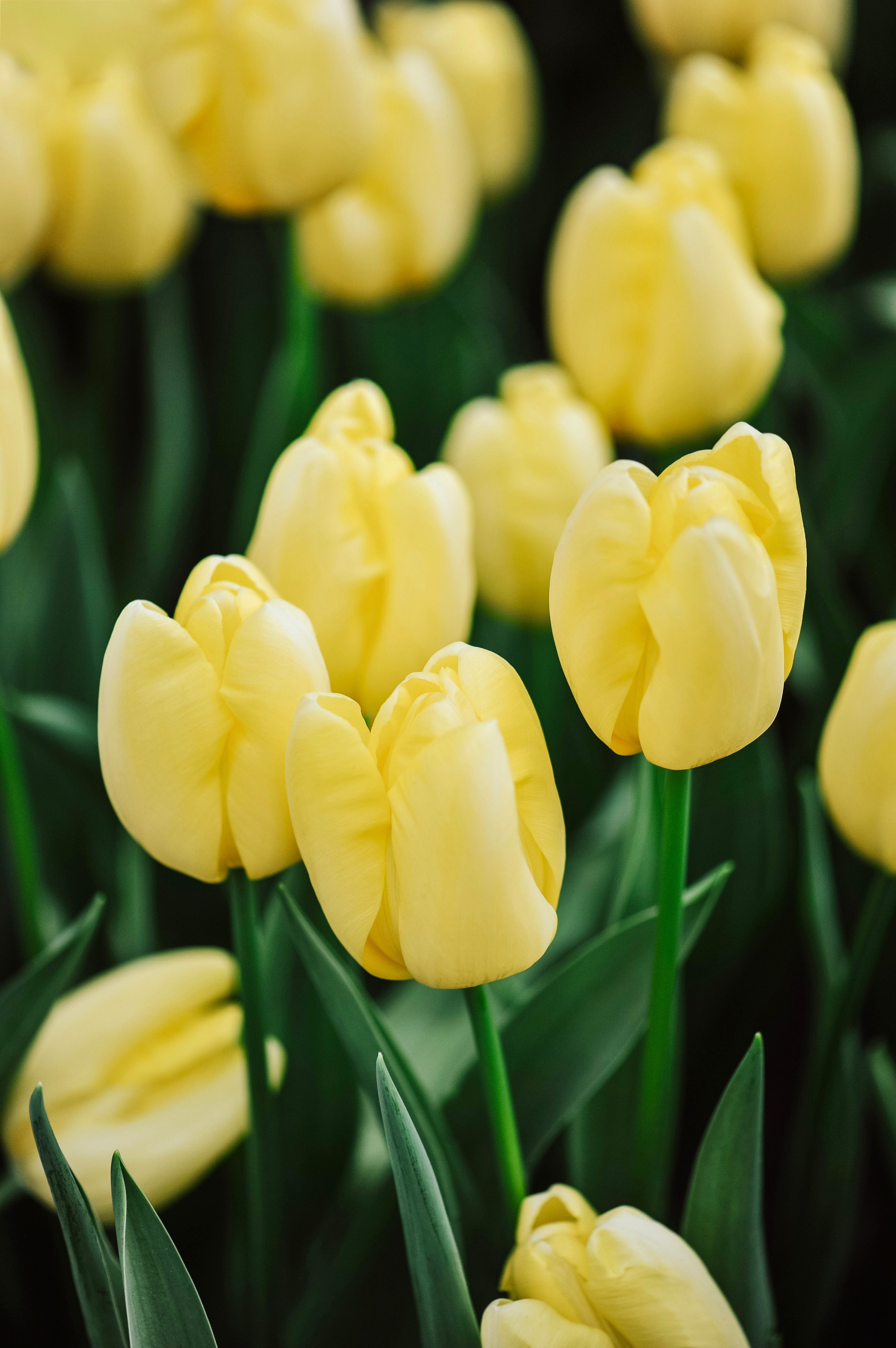 Tulp 'Novi Sun' BIO