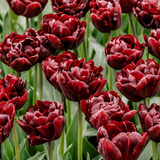 Tulp 'Palmyra'