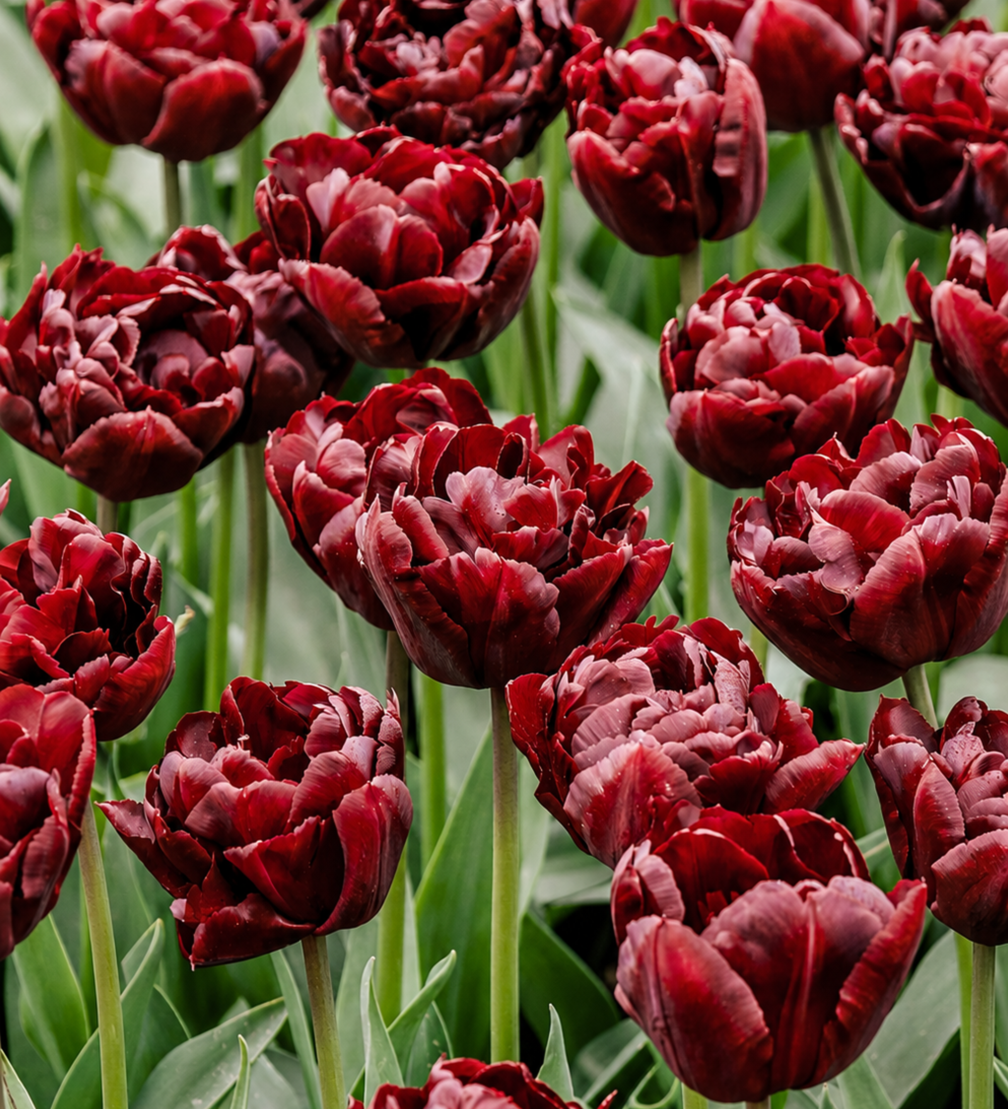 Tulp 'Palmyra'
