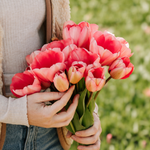 Tulp 'Pink Impression' BIO