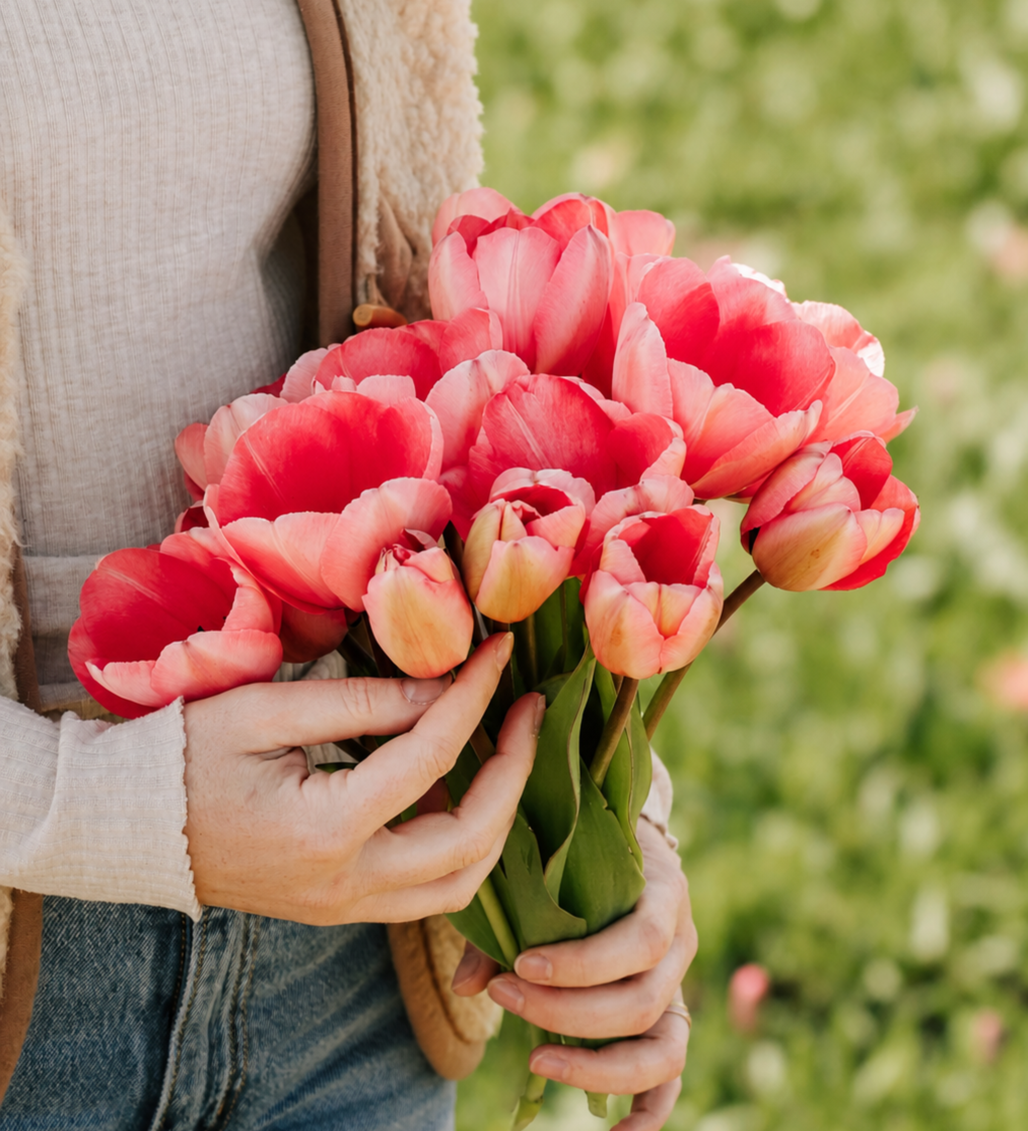 Tulp 'Pink Impression' BIO