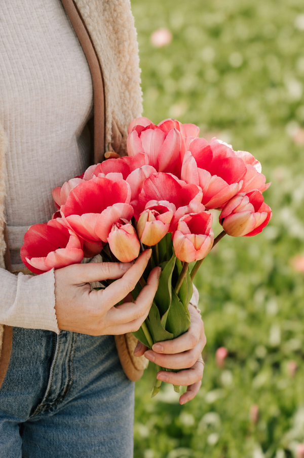 Tulp 'Pink Impression' BIO