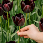 Tulp 'Queen of Night'