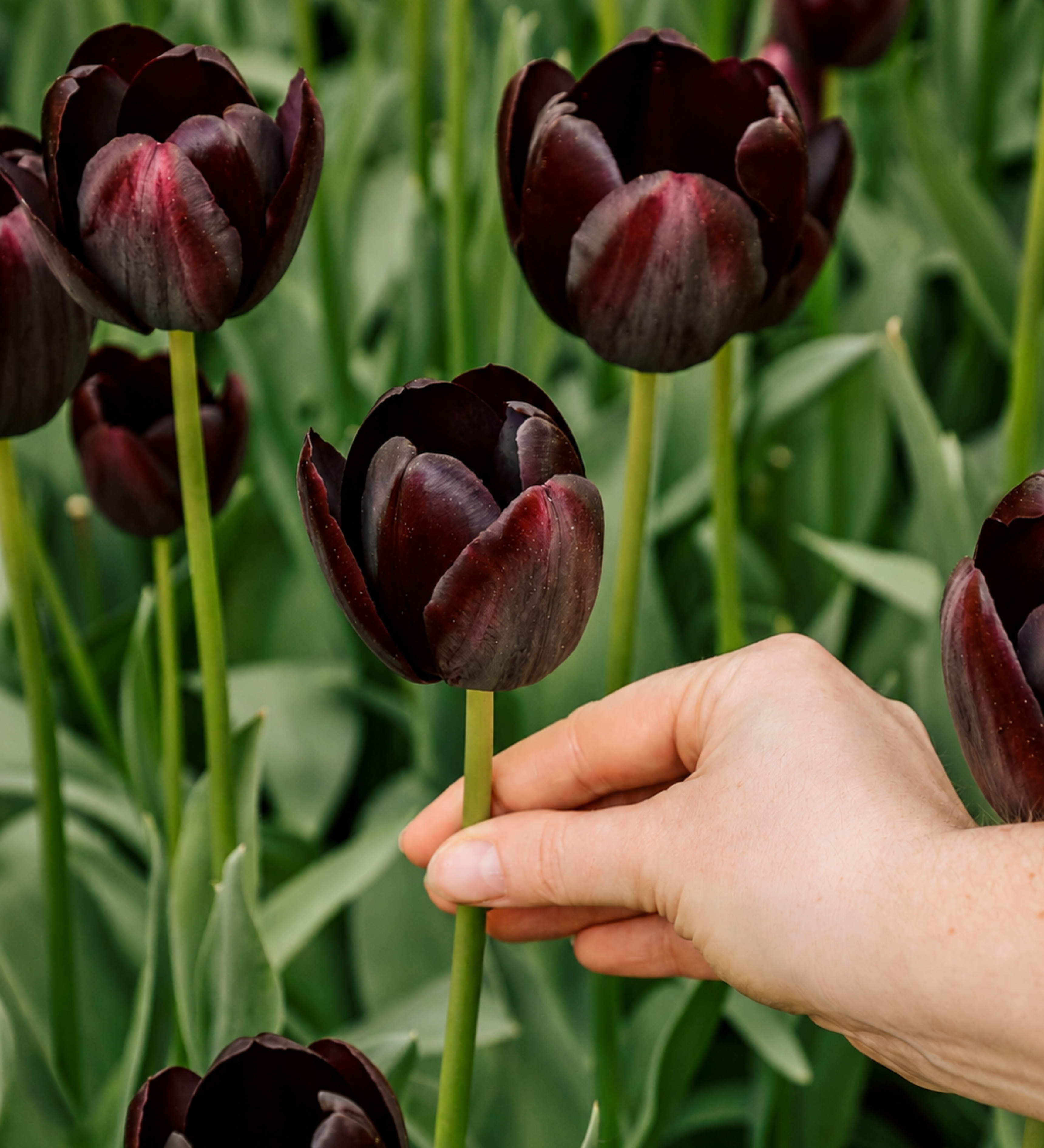 Tulp 'Queen of Night'