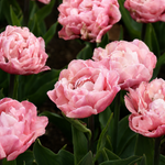 Tulp 'Quinty Trustfull'