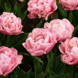 Tulp 'Quinty Trustfull'