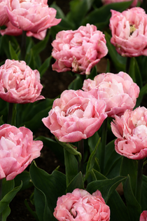 Tulp 'Quinty Trustfull'