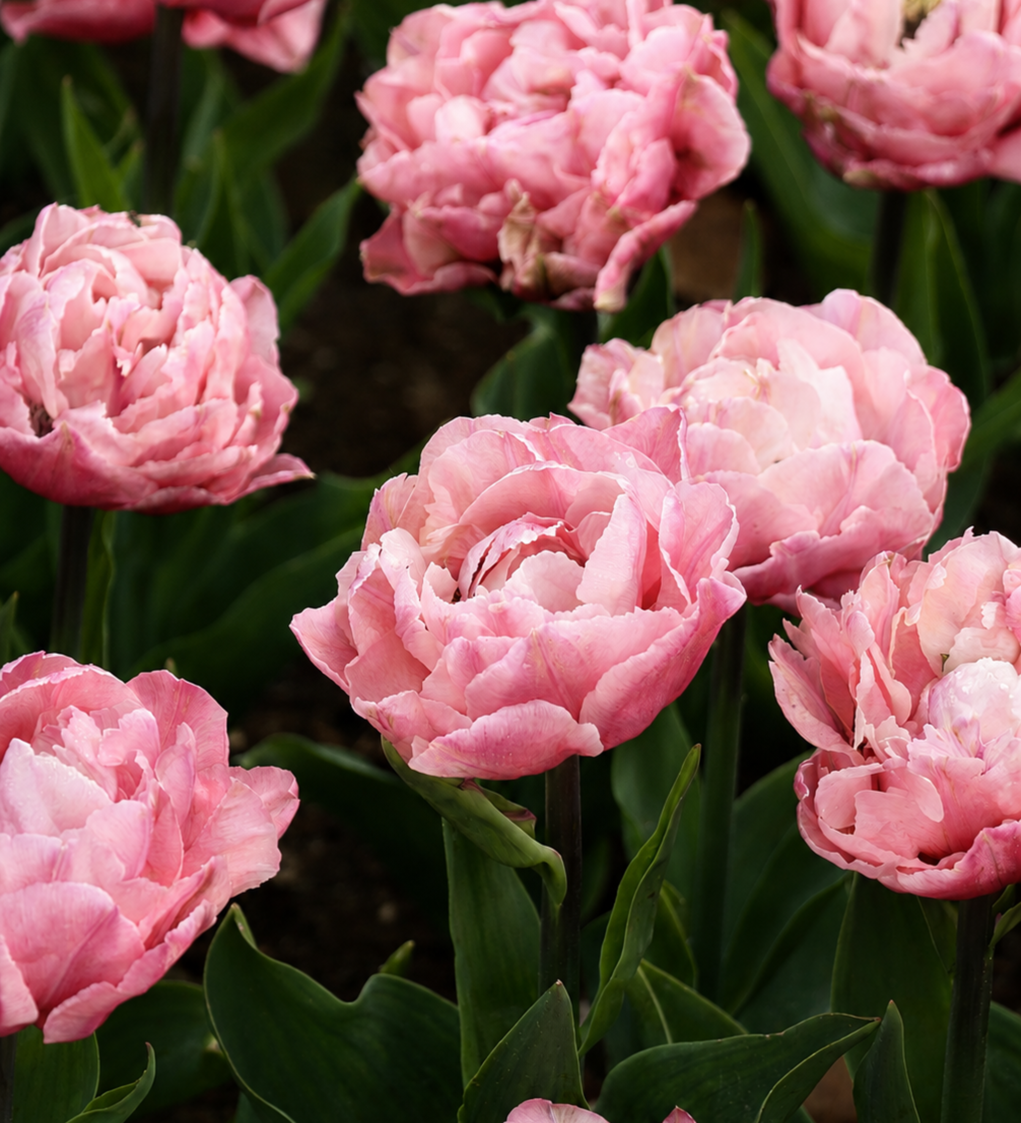 Tulp 'Quinty Trustfull'