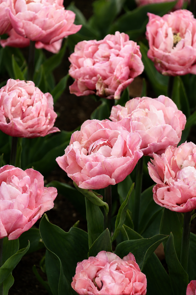 Tulp 'Quinty Trustfull'