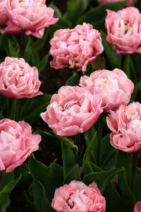 Tulp 'Quinty Trustfull'