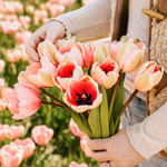 Tulp 'Salmon Impression' BIO