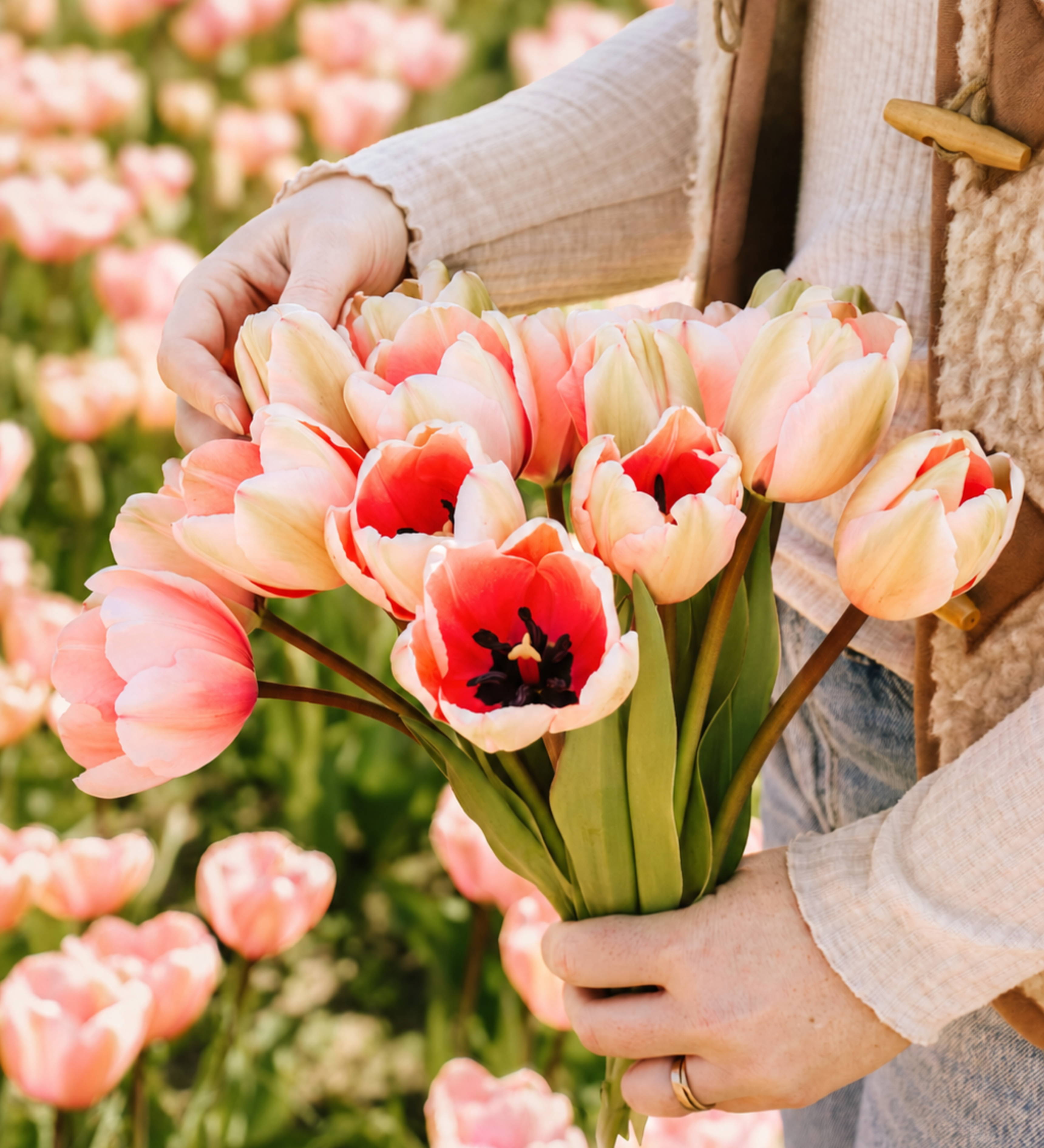 Tulp 'Salmon Impression' BIO