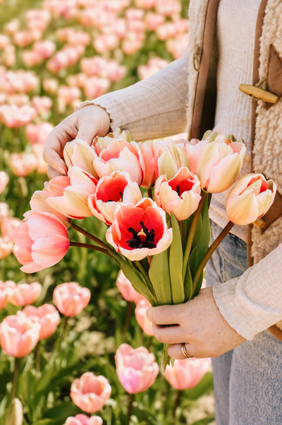 Tulp 'Salmon Impression' BIO