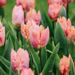 Tulp 'Salmon Prince'