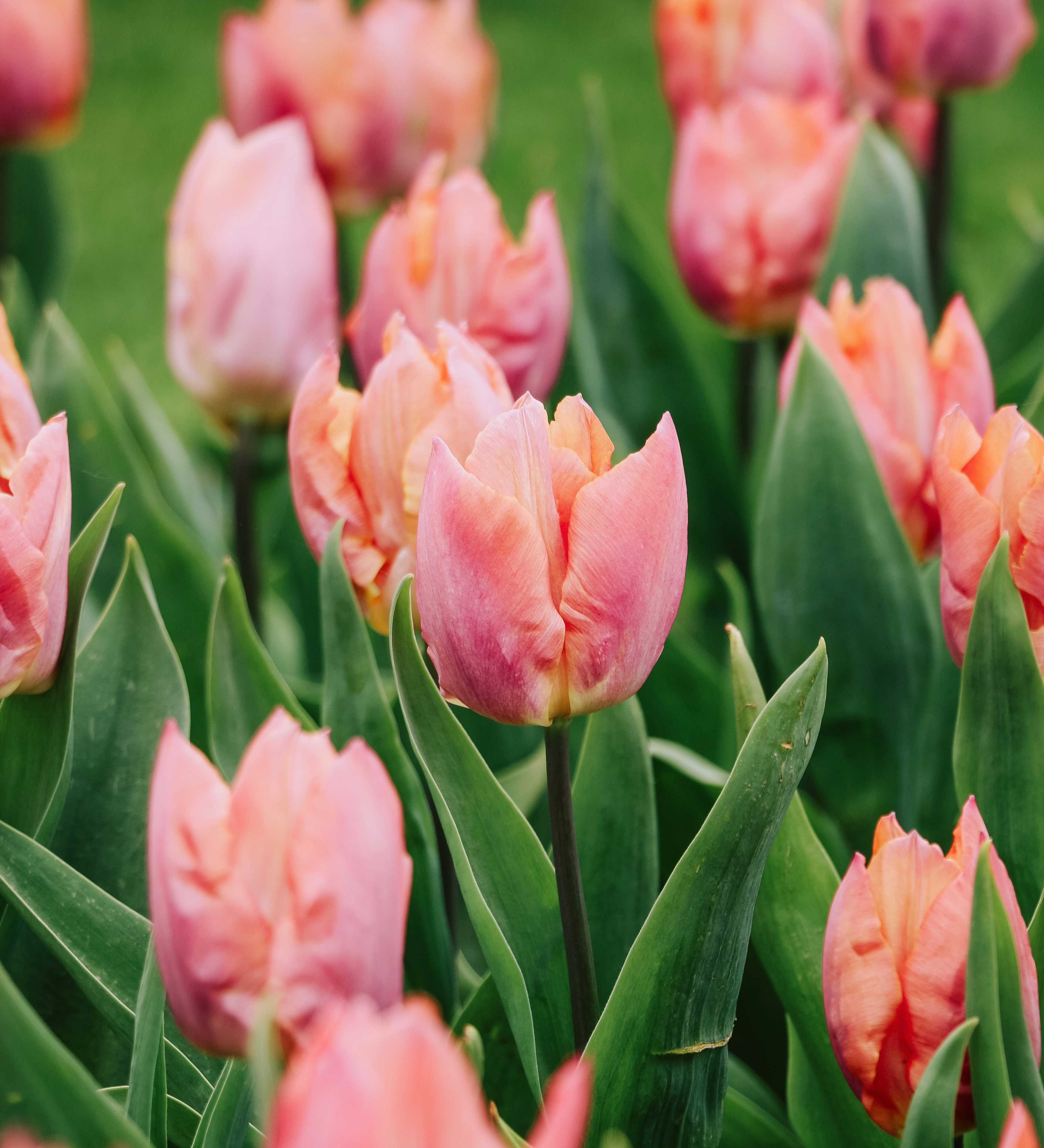 Tulp 'Salmon Prince'