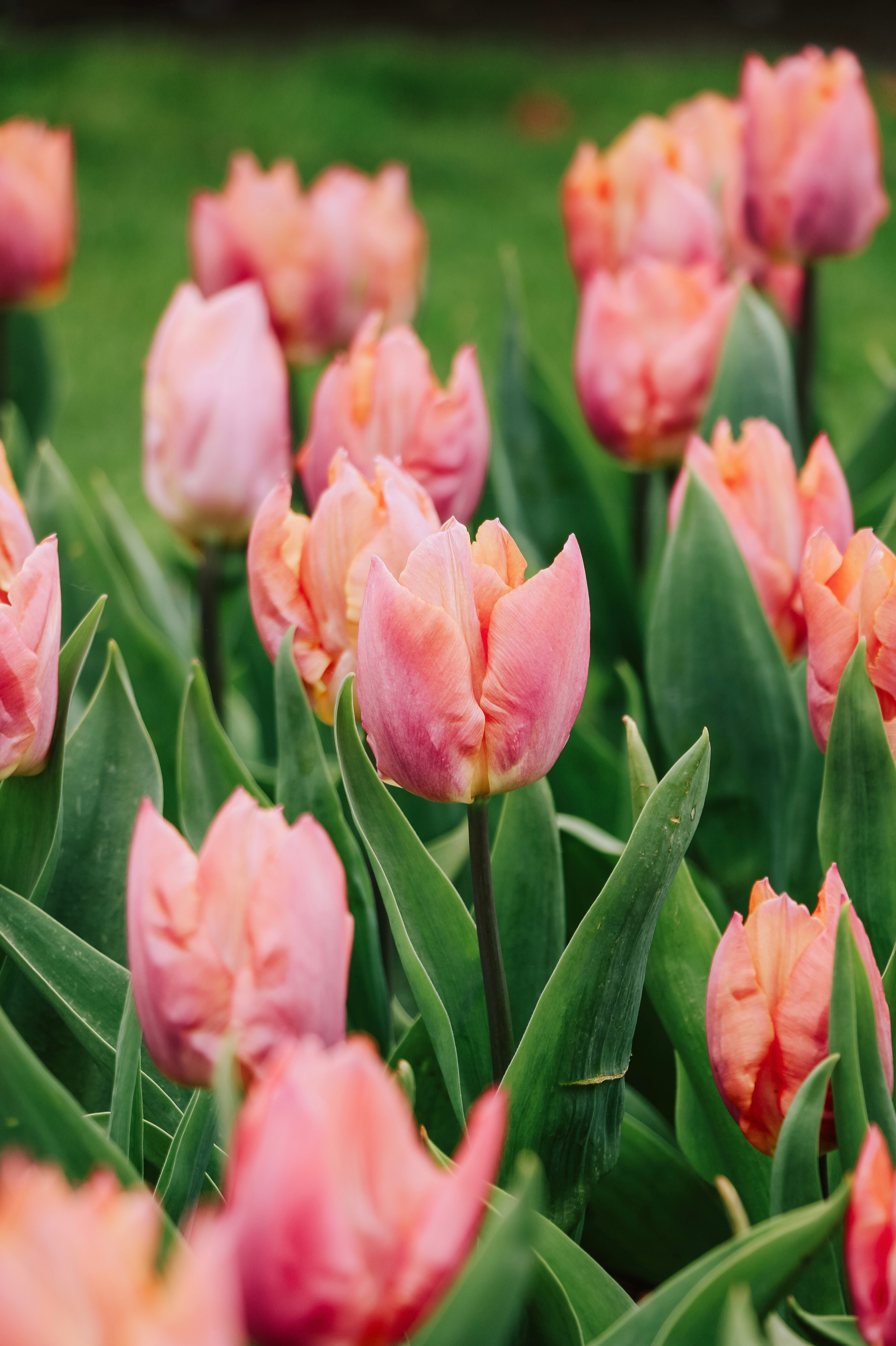 Tulp 'Salmon Prince'