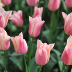 Tulp 'Sanne'