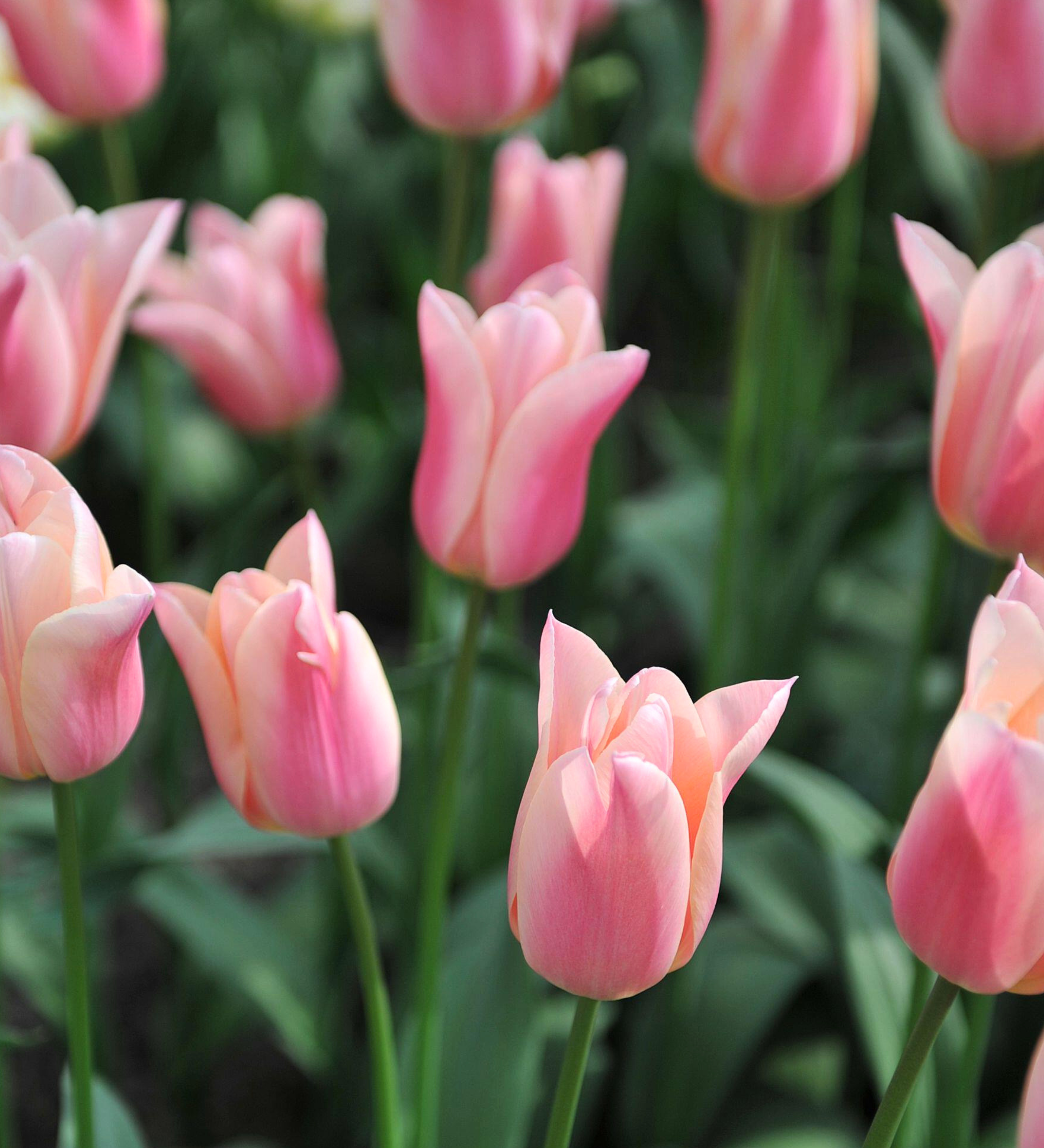 Tulp 'Sanne'
