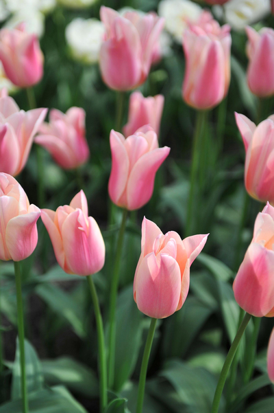Tulp 'Sanne'