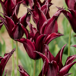 Tulp 'Sarah Raven'